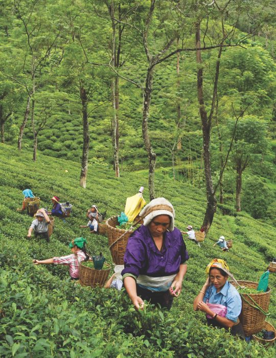 Darjeeling Tea