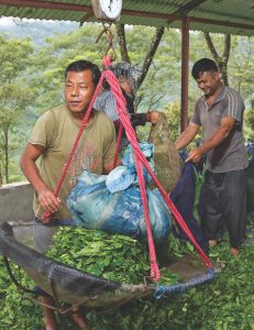 Darjeeling Tea
