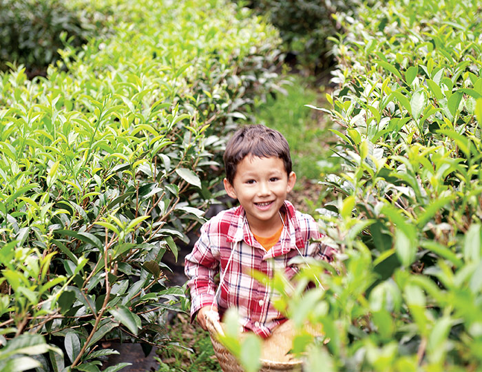 The Tea People of Hawaii