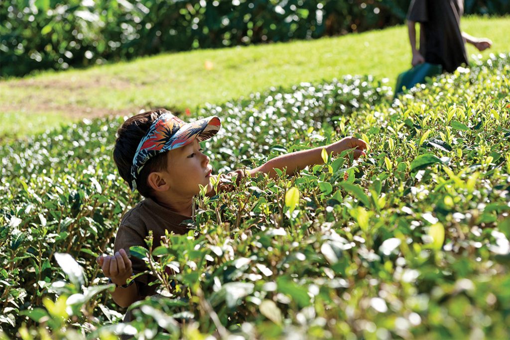 The Tea People of Hawaii