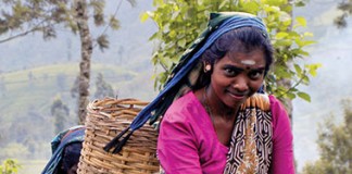 Sri Lankan tea pickers
