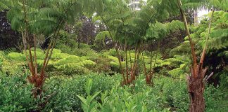 The Tea People of Hawaii