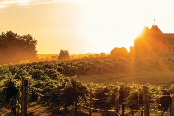 Tea Treasures of Northern Georgia