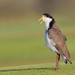 Masked Lapwing IMG_5281