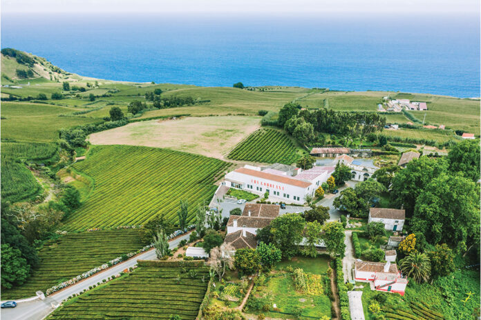 Europe's Oldest Tea Farm