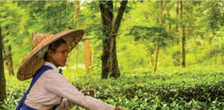 How Plant Stress Flavors Your Cup of Tea