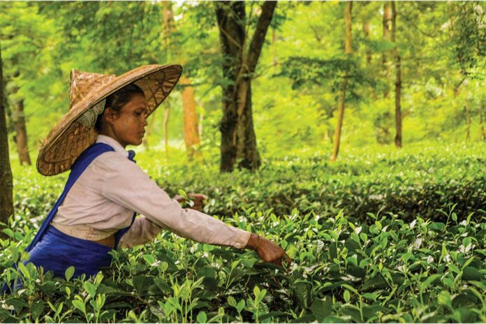 How Plant Stress Flavors Your Cup of Tea