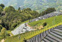 The Perfect Cup: Tea Springs Eternal tea garden