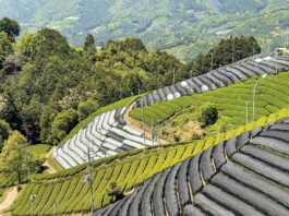 tea garden