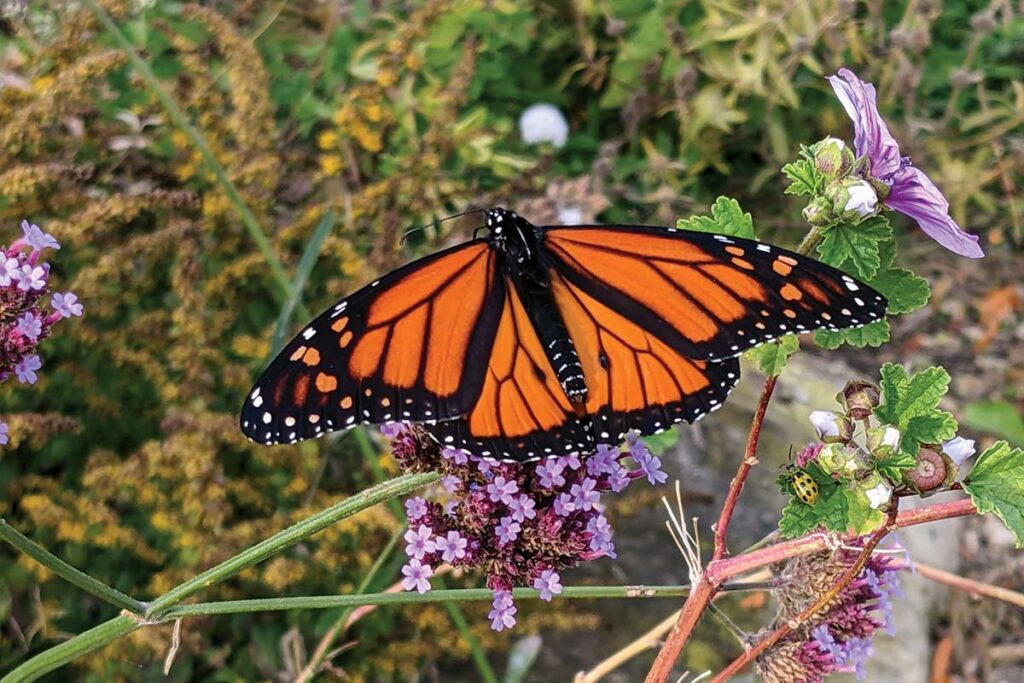 The endangered monarch butterfly displays its beauty in nature.