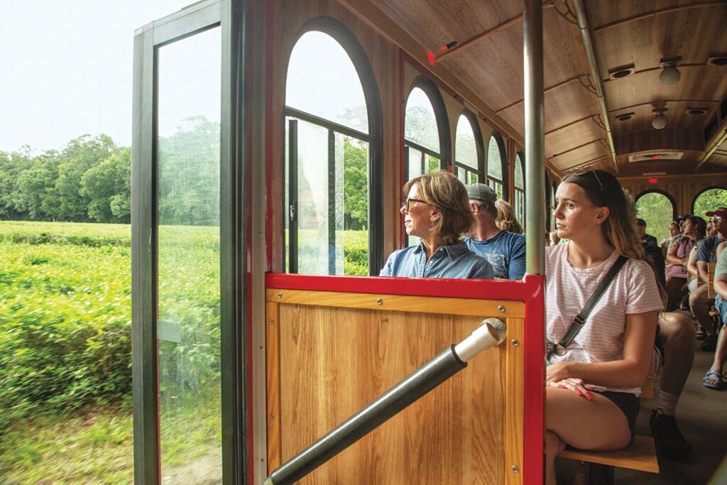 Visitors flock to the destination to learn how tea is made in the U.S.