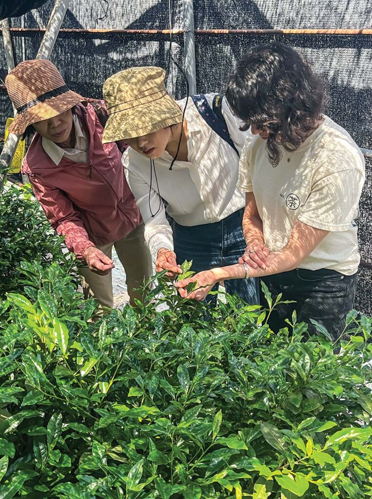 Lauren assesses tea leaves with a few female producers.