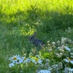 View recent photos