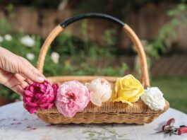edible roses for teatime cuisine