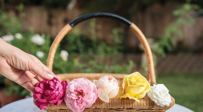edible roses for teatime cuisine